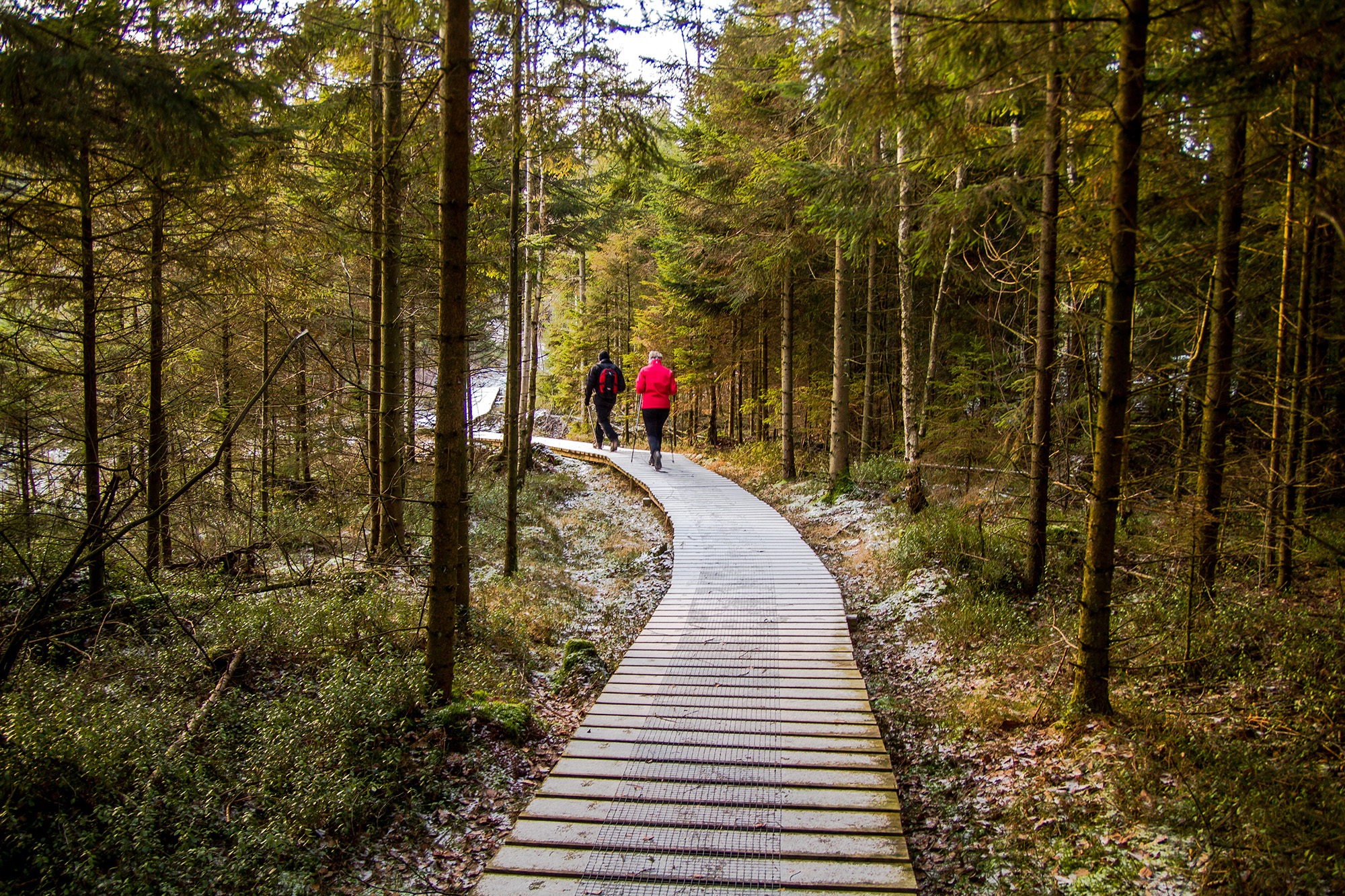 Kaksi henkilöä kulkee puusta rakennetulla luontopolulla metsässä.