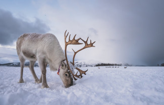 Poro etsii lumen alta syötävää