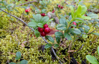 Kansalaistiedettä Pohjois-Karjalan metsäbiotalouteen_puolukka