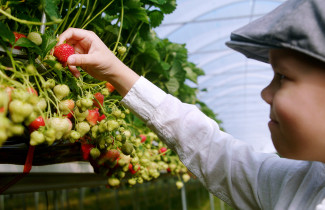 Young boy picking strawberries.