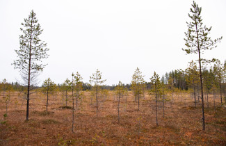 Pieniä puita suolla.