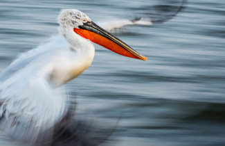 Pelican.