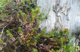 Variksenmarjaa kannon juuressa