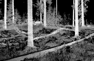 Metsän yksityiskohtaista rakennetta kuvaavasta pistepilvi. Kuva: Tuomas Yrttimaa