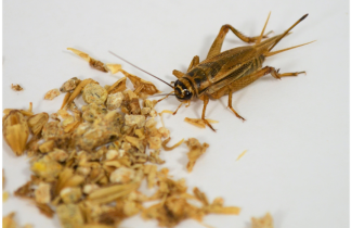 Kotisirkka. Kuva Jaana Sorjonen