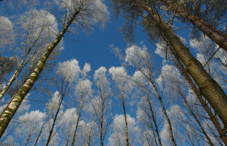 Puut. Kuva MostPhotos.