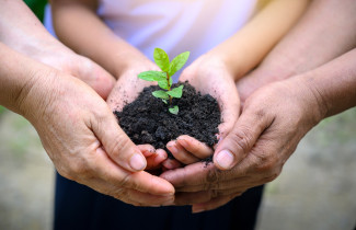 Kasvin taimi käsissä.