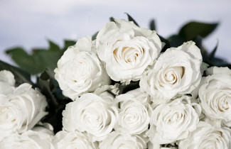 Valkoisia ruusuja.