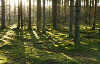 valoisa kuusimetsä