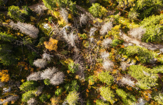 Kirjanpainajatuhot Kolin kansallismaisemissa.