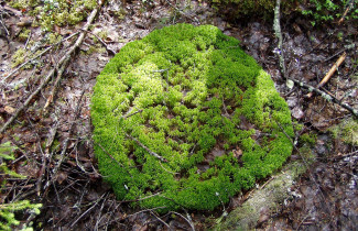 Rahkasammal. Kuva Teemu Tahvanainen.