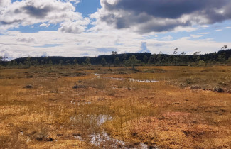 Siikaneva. Kuva: Anna Laine-Petäjäkangas.