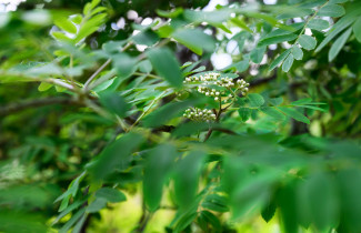 Rowan buds in the spring.