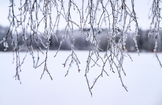 Frosty birch branches.