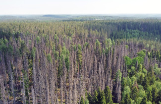 Kirjanpainajan vahingoittamia kuusia.