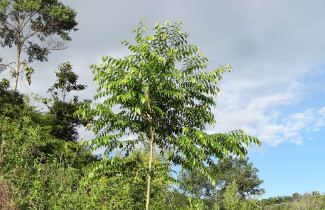 An abarco tree.