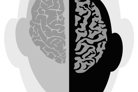 Illustration of the human brain.