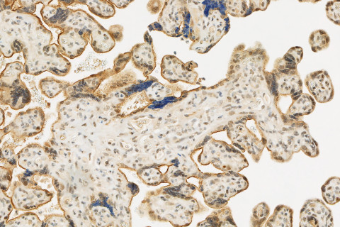 A microscopic image of a biobank sample.