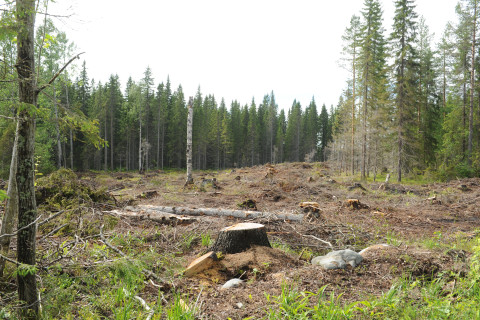 Metsän hakkuuaukea