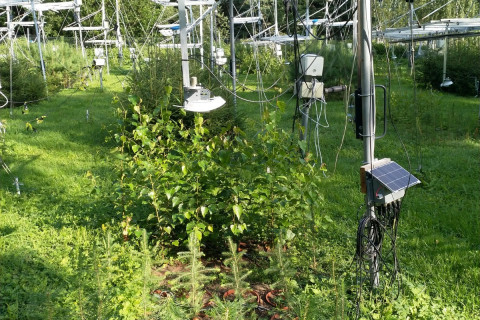 Botanian koejärjestelyt