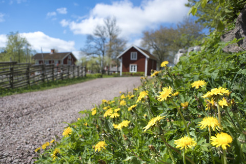 Voikukkia hiekkatien pientareella