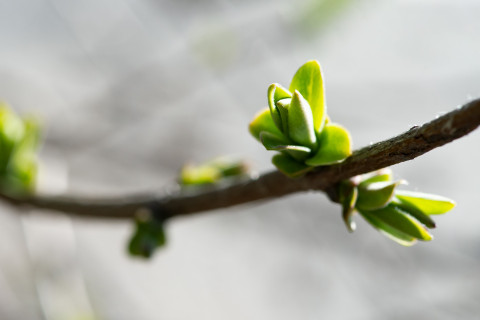 Lehtisilmuja oksassa.