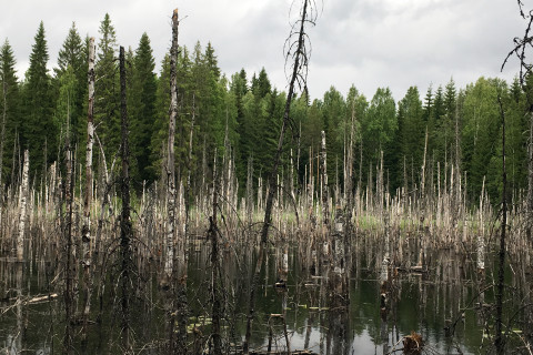 Beavers living area.