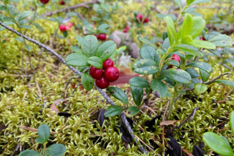 Kansalaistiedettä Pohjois-Karjalan metsäbiotalouteen_puolukka