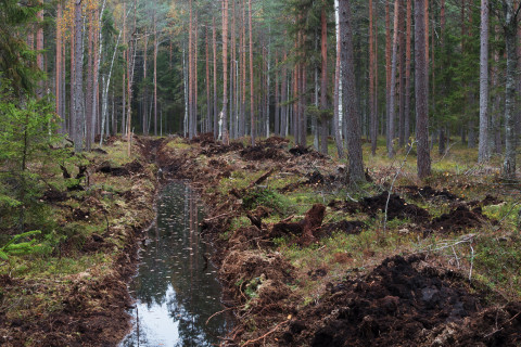 A ditch in a forest.