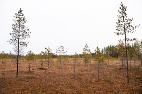 Pieniä puita suolla.