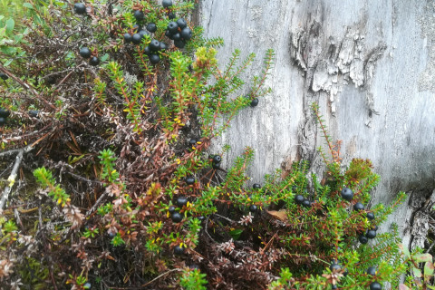 Variksenmarjaa kannon juuressa