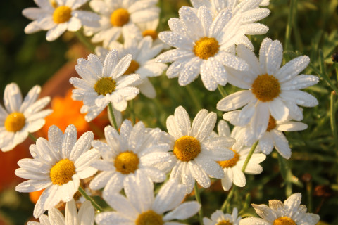 Päiväkakkaroita aamukasteessa.