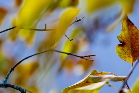 Colourful autumn leaves.