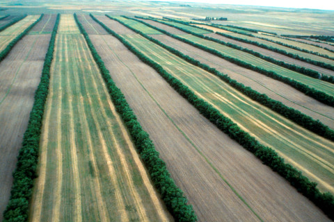 Ilmakuva. Blas Mola. Kuva: National Agroforestry Center. 