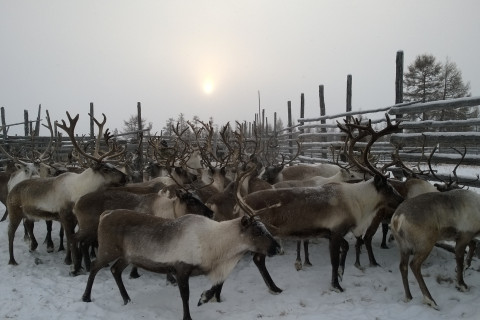 Porot. Kuva Juha_Kantanen.