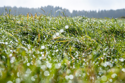 Dew on peatland field.