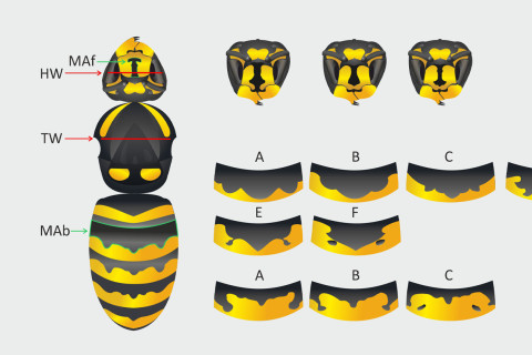 Wasp. Oluwatobi Badejo