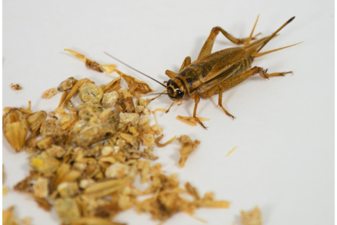 Kotisirkka. Kuva Jaana Sorjonen