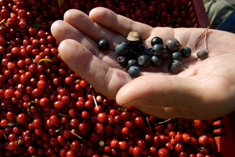 Mustikoita ja puolukoita.