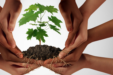 Hands holding a tree sapling.
