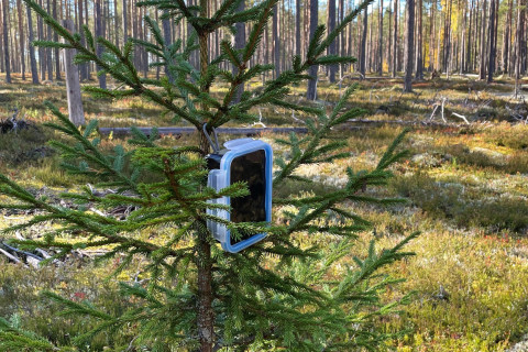 Geocache in a forest.