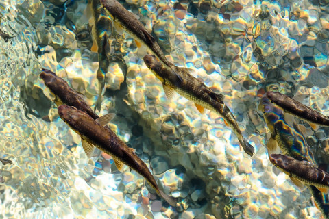 Taimenia ui kirkkaassa vedessä.