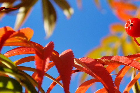 Syksyiset lehdet ja pihlajan marjat 