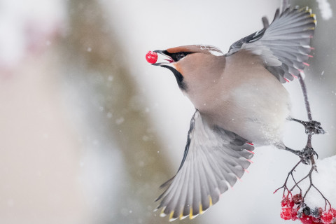 Waxwing. Photo: Alwin Hardenbol.