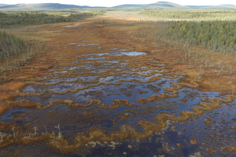 Aapa mire. Photo Pasi Korpelainen.