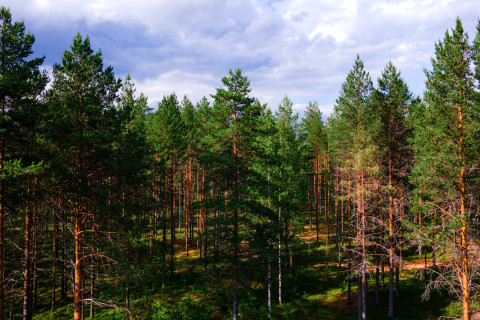 Kesäistä mäntymetsää