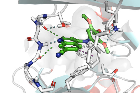 Kuvassa UNC-CA157 sitoutuneena COQ8A:han. 