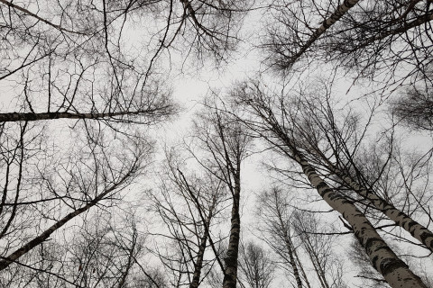Birch tree forest in winter