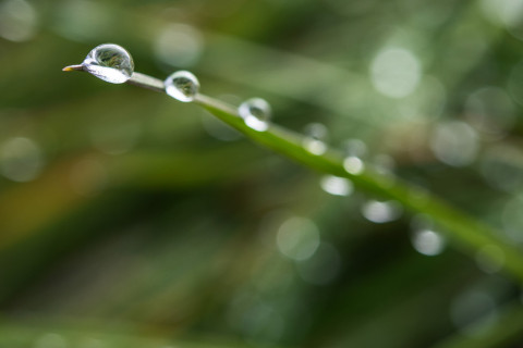 Kastetta heinän pinnalla.