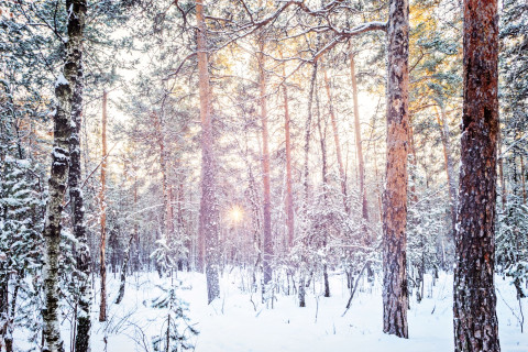Talvinen metsä. Kuva MostPhotos.